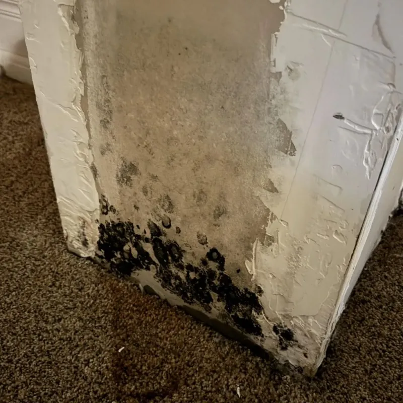 Professional Mold Removal in The Villages, FL